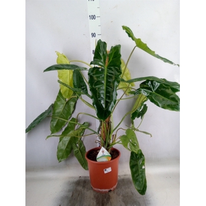 Philodendron   ...