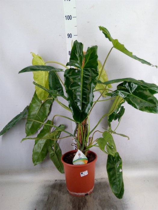 <h4>Philodendron   ...</h4>