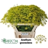 Anet Graveolens