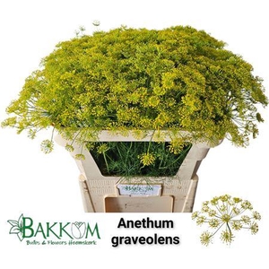 ANETHUM GRAVEOLENS