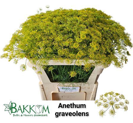 <h4>ANETHUM GRAVEOLENS</h4>