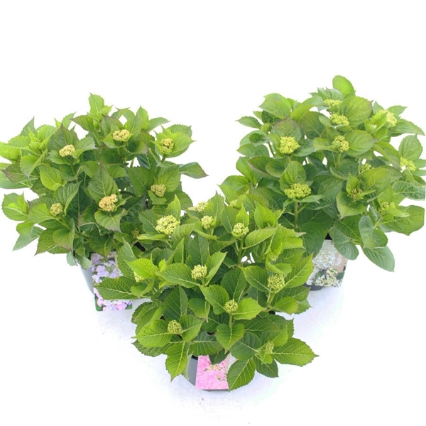 <h4>Hydrangea macr. MIX C5 (23cm.) Kn.</h4>