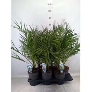 Chamaerops humilis