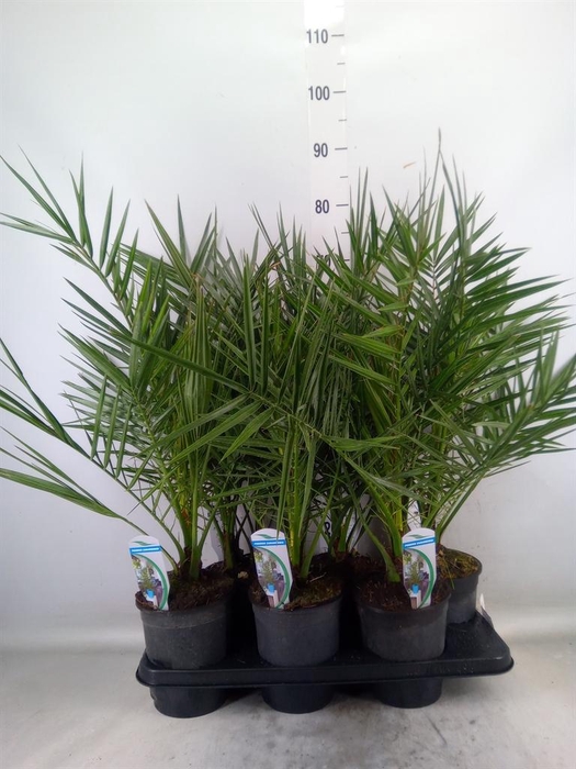 <h4>Chamaerops humilis</h4>