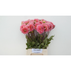 Dahl Dec Pink Runner
