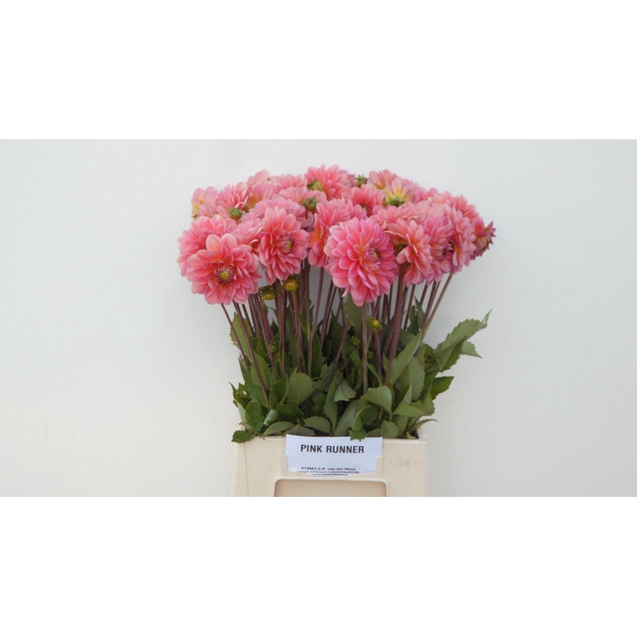 <h4>Dahl Dec Pink Runner</h4>