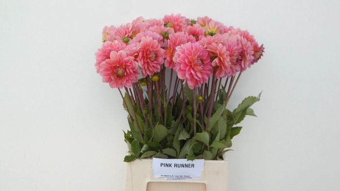 Dahl Dec Pink Runner