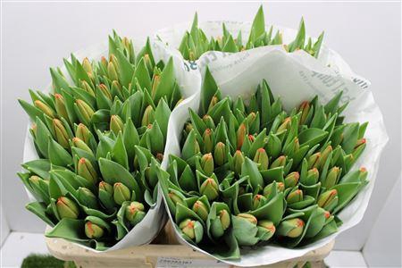 <h4>Tu En Palazzo</h4>