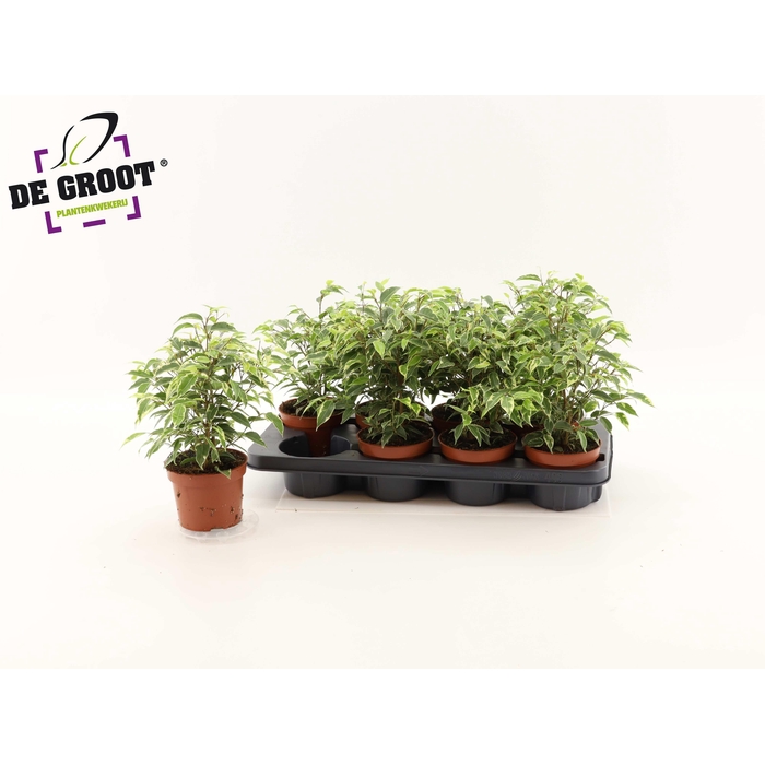 <h4>FIC BE KINKY</h4>