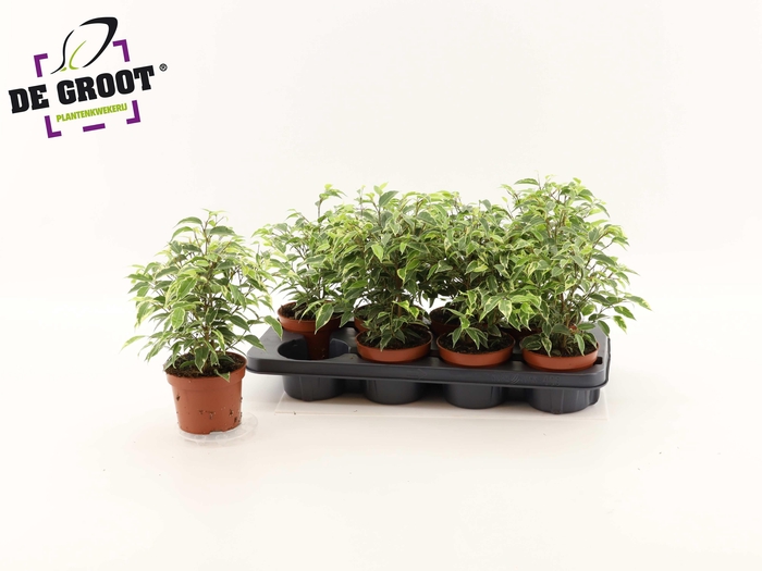 <h4>FIC BE KINKY</h4>