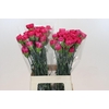 Dianthus St Bizet