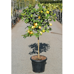 Citrus hystrix