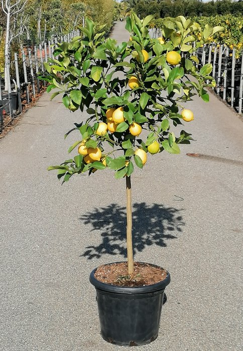 <h4>Citrus hystrix</h4>