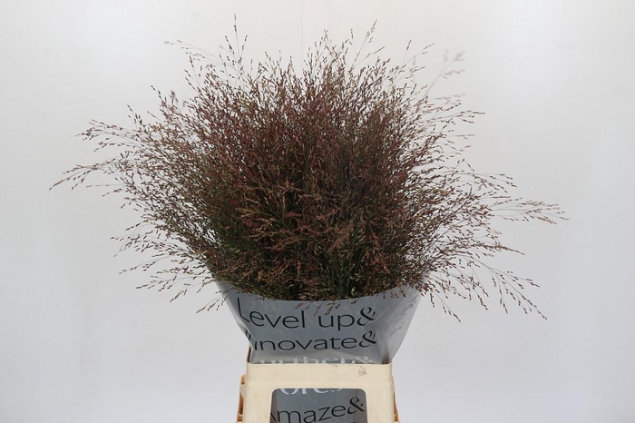 <h4>Panicum Virgatum Warrior</h4>