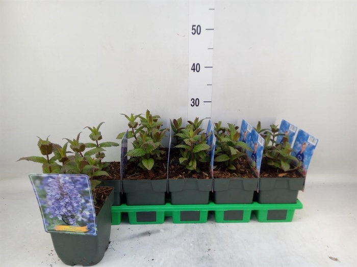 <h4>Nepeta  'Neptune'</h4>