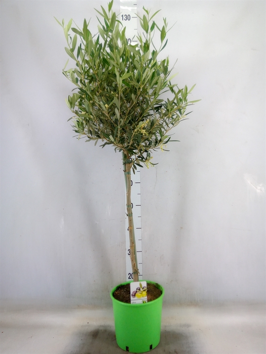 <h4>Olea europaea</h4>