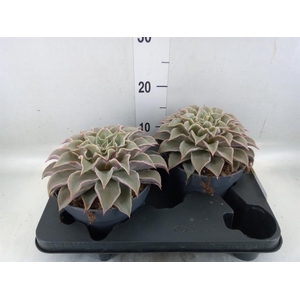 Echeveria   ...