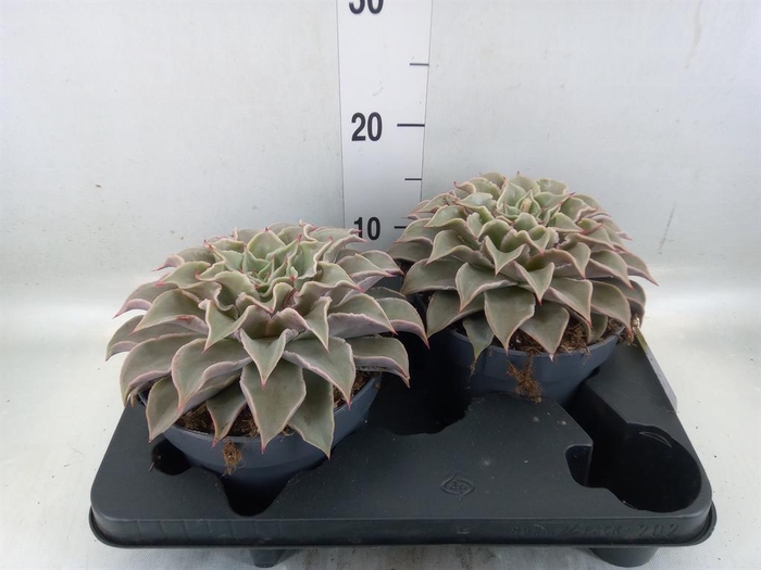 <h4>Echeveria ...</h4>