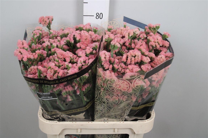 <h4>Lim S Peach Wings</h4>