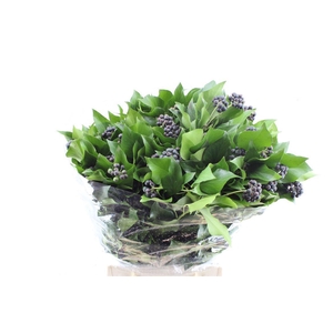 Hedera Berry 300 Gram