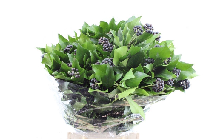 <h4>Hedera Berry 300 Gram</h4>