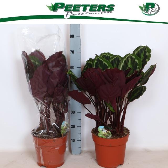 <h4>CALAT MEDALLION</h4>