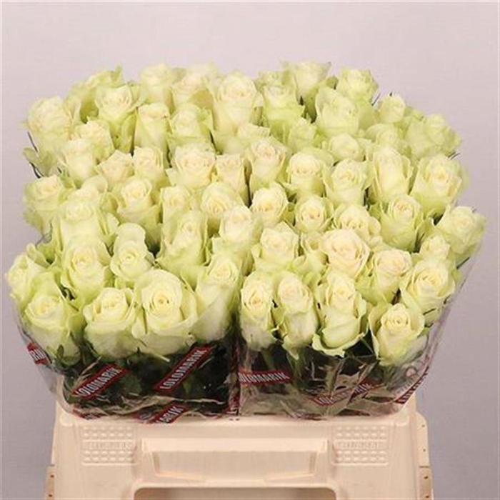 <h4>R Gr Athena</h4>