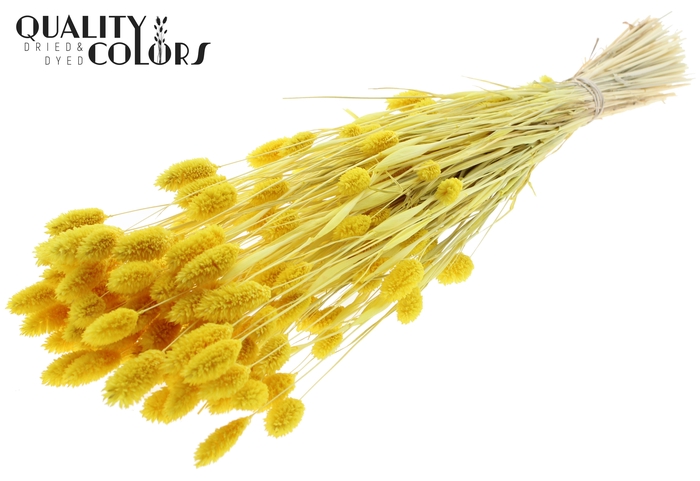 <h4>Phalaris per bunch Intense Yellow</h4>