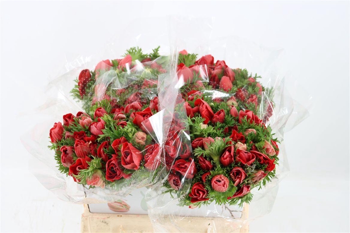 <h4>Anem Marianne Red</h4>