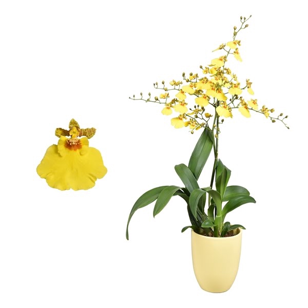 <h4>Oncidium 'Münsterland Stern' 1 tak met geel keramiek</h4>