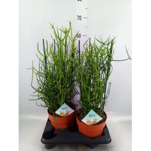 Euphorbia tirucalli