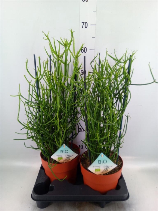 <h4>Euphorbia tirucalli</h4>