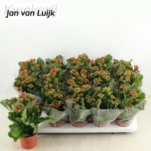 KALANCHOE LUIJK CIMA RED P9