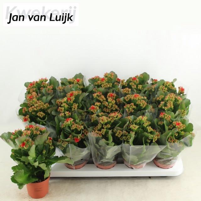 <h4>KALANCHOE LUIJK CIMA RED P9</h4>