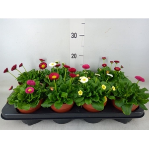 Bellis perennis 'Belladaisy'  ..mix