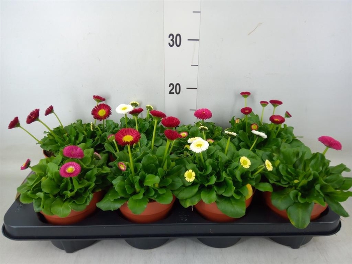 <h4>Bellis perennis 'Belladaisy'  ..mix</h4>