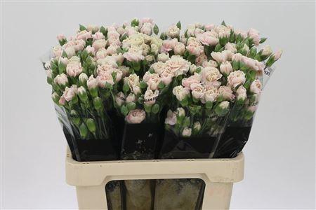 <h4>Di Tr Lucia</h4>