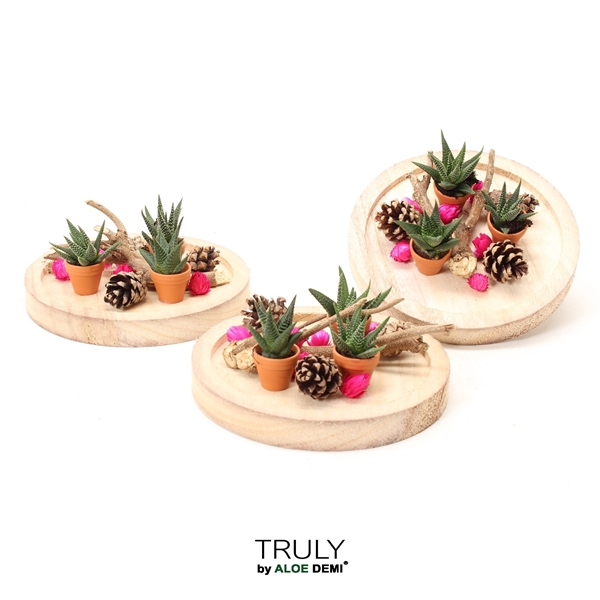 <h4>TRULY Succulent, Bush bowl - pink</h4>