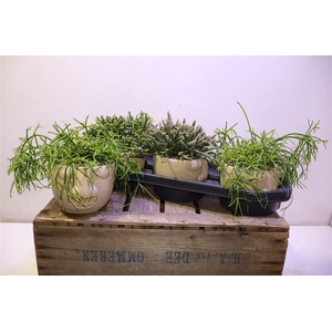 arr8 Rhipsalis Gem In Keramiek