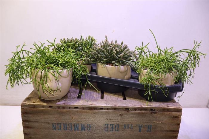 <h4>arr8 Rhipsalis Gem In Keramiek</h4>