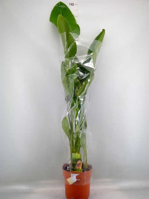 <h4>Strelitzia nicolai</h4>