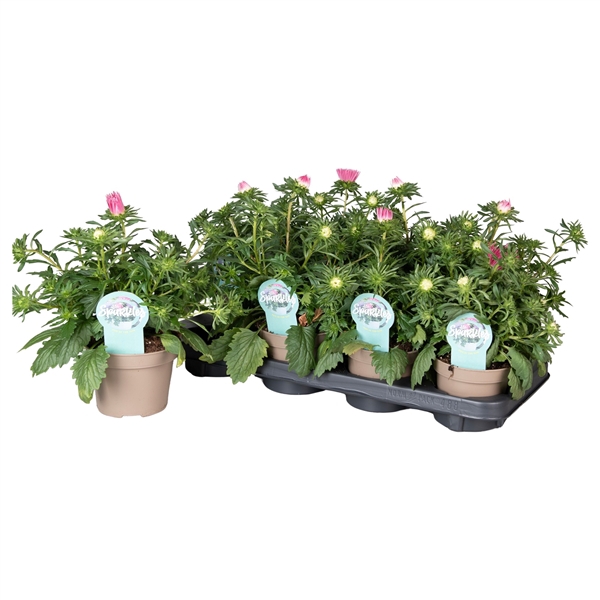 <h4>Callistephus Chinensis Roze met steeketiket en sticker</h4>
