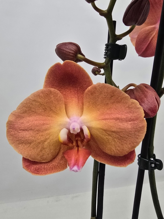 <h4>Limited 21 week 17</h4>