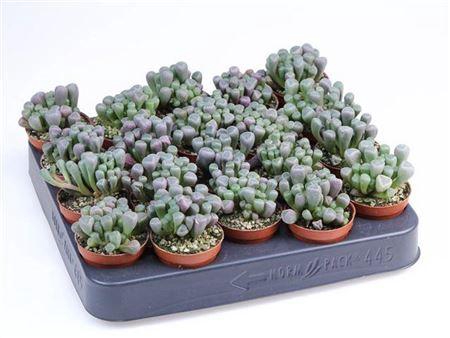 arr8 Succ Fenestraria Rhopalophylla