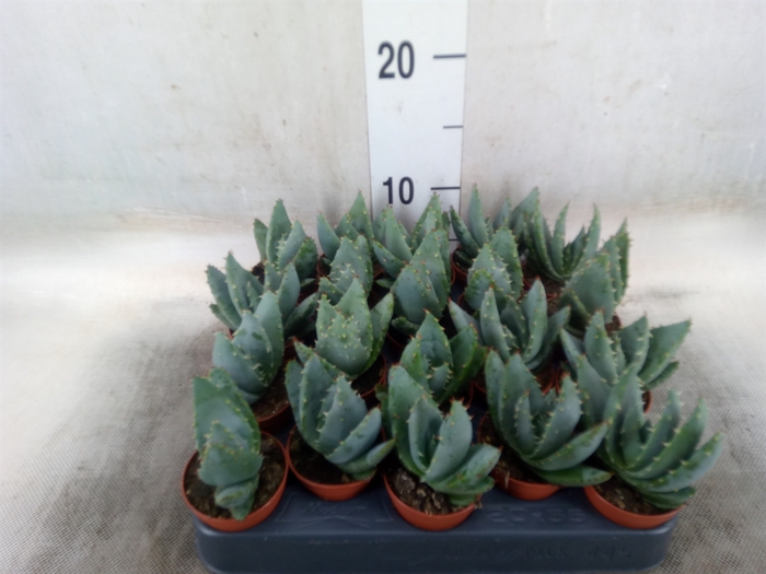 <h4>Aloe reitzii</h4>