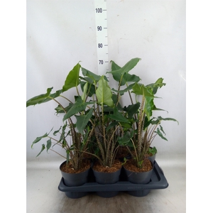 Alocasia zebrina 'Siberian Tiger'