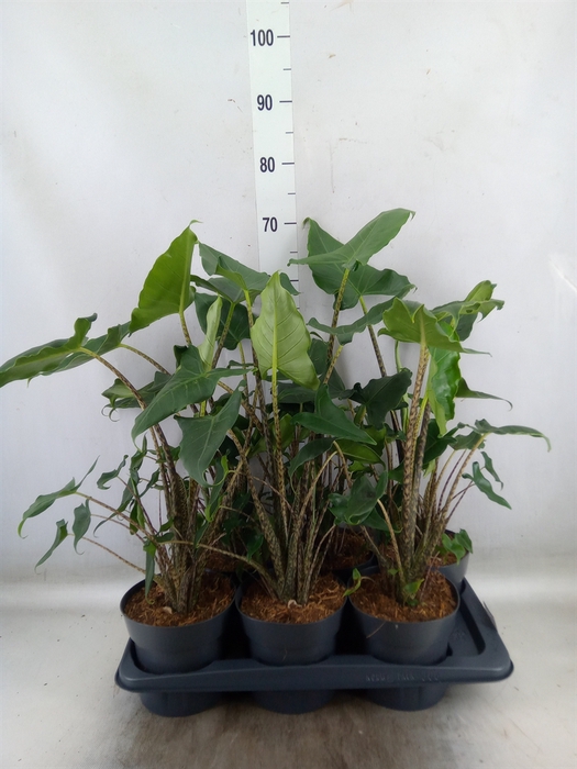 <h4>Alocasia zebrina 'Siberian Tiger'</h4>