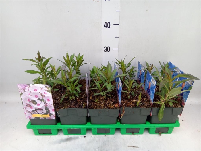 <h4>Phlox panic.</h4>