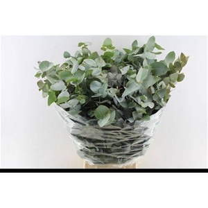 Euca Cinerea Per Bunch 300 Gram Za
