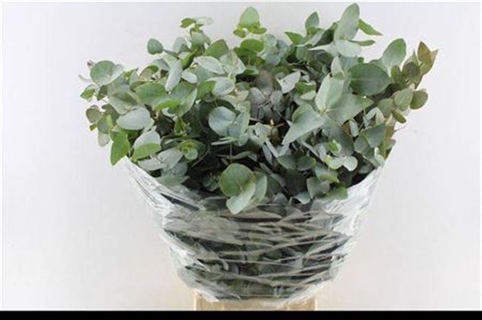 <h4>Euca Cinerea Per Bunch 300 Gram Za</h4>